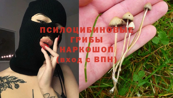 прущие грибы Беломорск